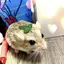 ともみのプロフィール画像
