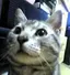 silverのプロフィール画像