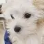 わんわんのプロフィール画像
