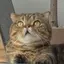 ネコのプロフィール画像