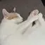 明のプロフィール画像
