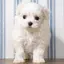 千晶のプロフィール画像