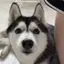 ノラのプロフィール画像