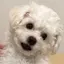 ふのプロフィール画像