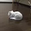 erikoのプロフィール画像