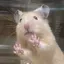 赤ちゃん老人のプロフィール画像