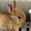 ゆのプロフィール画像