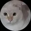stのプロフィール画像
