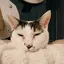 猫屋敷のプロフィール画像