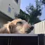 akiのプロフィール画像