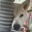 いつきのプロフィール画像