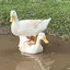 モラモラのプロフィール画像