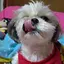 Aiのプロフィール画像