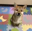 さえのプロフィール画像