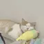 Meowのプロフィール画像