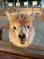 ラマのプロフィール画像