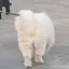 chikaのプロフィール画像