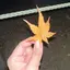 まほのプロフィール画像