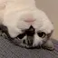 ゆのプロフィール画像