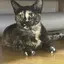ねこねのプロフィール画像