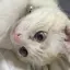 りなのプロフィール画像