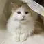にゃんみのプロフィール画像