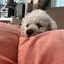 こりんのプロフィール画像