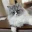 涼子のプロフィール画像
