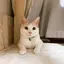 magnoliaのプロフィール画像