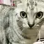 トトのプロフィール画像