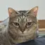 ねこのプロフィール画像