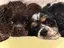 cockerloveのプロフィール画像