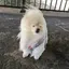 ゆめのプロフィール画像