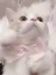 せしるのプロフィール画像