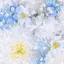 momのプロフィール画像