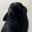 チョコのプロフィール画像