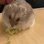 ちびめろのプロフィール画像