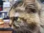 TOMのプロフィール画像