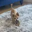 犬山もねこのプロフィール画像