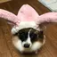papillonのプロフィール画像