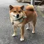 フクドンのプロフィール画像