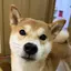 ライムのプロフィール画像