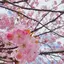 ゆーのプロフィール画像