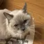 nakamichiのプロフィール画像
