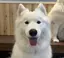 chiのプロフィール画像