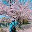 しあんのプロフィール画像