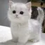 かれんのプロフィール画像