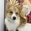 すふれのプロフィール画像
