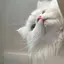 ぱふのプロフィール画像