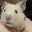 ぴ。のプロフィール画像
